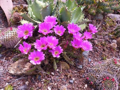 Echinocereus ehrenbergii (800x600).jpg