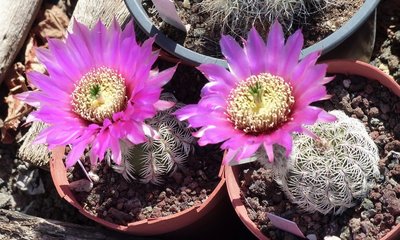 Echinocereus reichenbachii, Blüten 1 (800x480).jpg