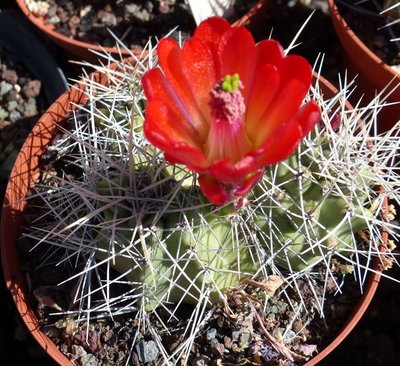 Echinocereus trigl. Blüte (800x731).jpg