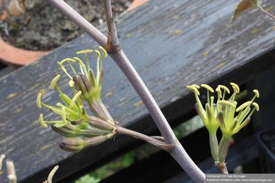 Agave potatorum Blüte verschaffelti_klein.jpg