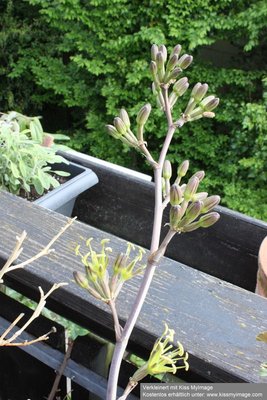 Agave potatorum Blütenstand verschaffelti_klein.jpg