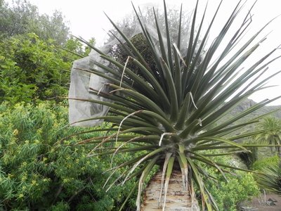 Dracaena tamaranae mit Samen.jpg