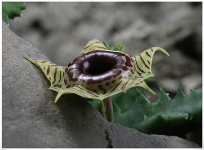 Huernia zebrina1 verkleinert.JPG