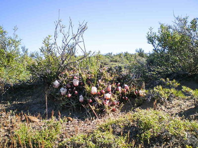 Maihuenia_patagonica_Bahia_Bustamante.JPG