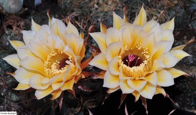 echinopsis99.JPG