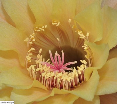 echinopsis (12).JPG