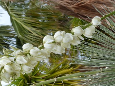 Yucca spec.1,1 Blüten (600x800).jpg