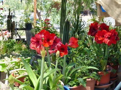 Amaryllis in Veneguera (800x600).jpg