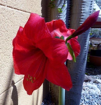 Amaryllis rote Blüte (770x800).jpg