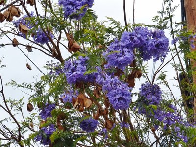 Jacaranda mimosifolia 2 (800x600).jpg