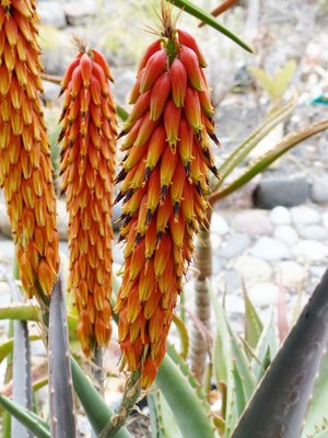 Aloe pseudorubroviolaceaBlüten (600x800).jpg