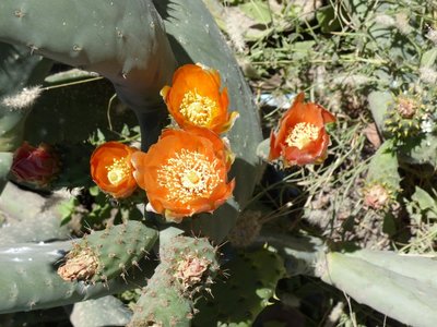 Opuntia Blüten ,  am Straßenrand (600x800).jpg