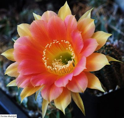 Echinopsis (3).JPG