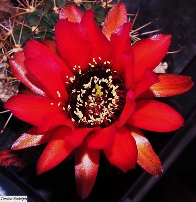 Echinopsis (9).JPG