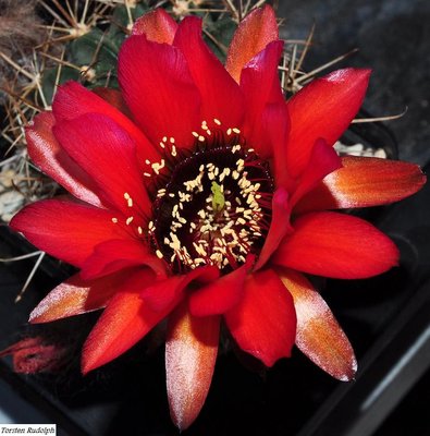 Echinopsis (4).JPG