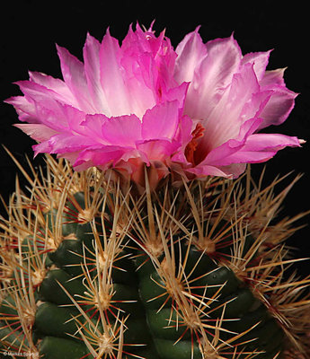 Thelocactus_bicolor_ssp._schwarzii, .JPG