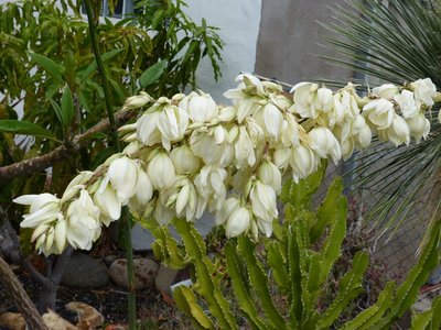 Yucca spec. 1 Blüten (800x600).jpg