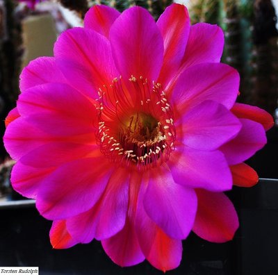 Echinopsis (4).JPG