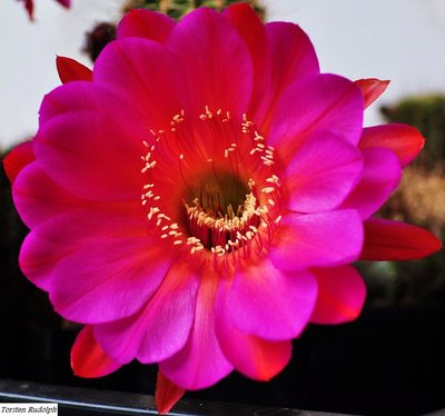 Echinopsis (6).JPG