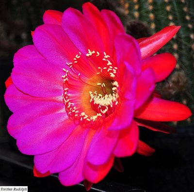 Echinopsis (3).JPG