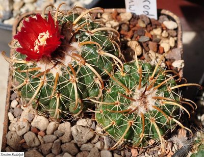 Echinopsis,Parodia 040.JPG