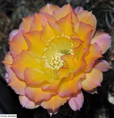 echinopsis (2).JPG