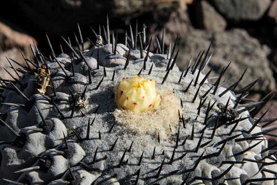 Copiapoa cinerea bei Taltal, CL