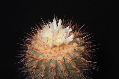 Copiapoa_haseltoniana_140629_4533.jpg