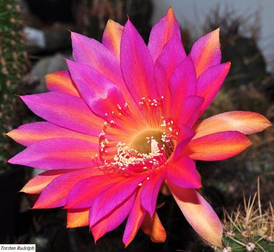 echinopsis (4).JPG