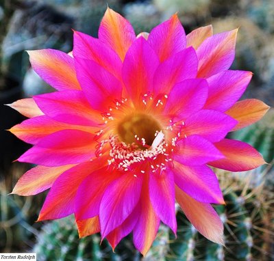 echinopsis (3).JPG