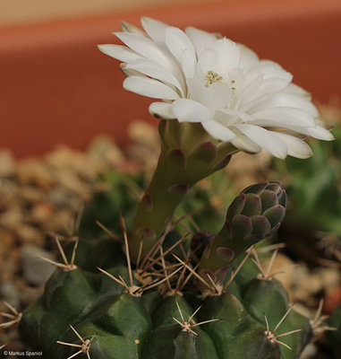 VoS_09-525_Gymnocalycium_anisitsii_[6].JPG