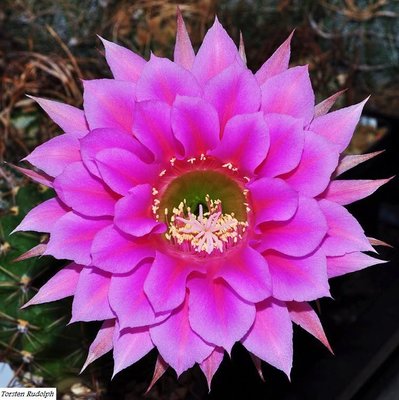 echinopsis (5).JPG