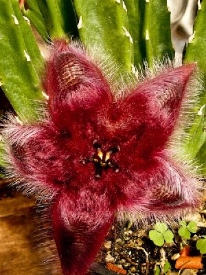 Stapelia obducta2-1508.jpg