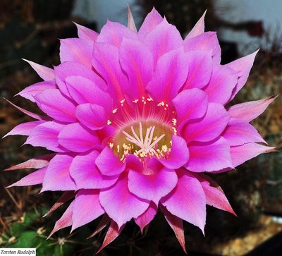 echinopsis (4).JPG