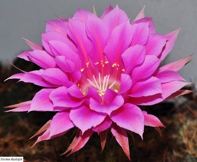 echinopsis (3).JPG