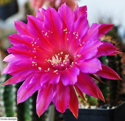 echinopsis (3).JPG