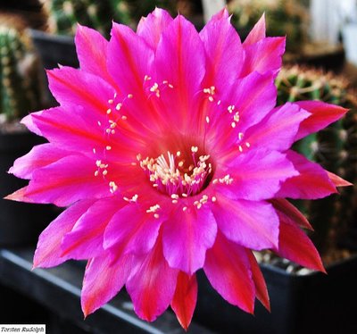 echinopsis (2).JPG