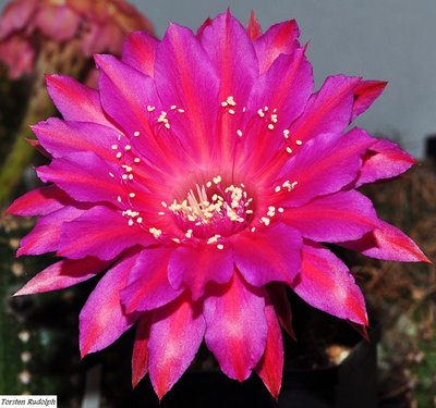 echinopsis.JPG