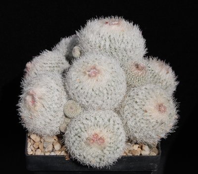 Epithelantha_micromeris_150415_2488-a.jpg