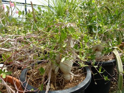 Adenia aculeata, ES1162 (800x600).jpg