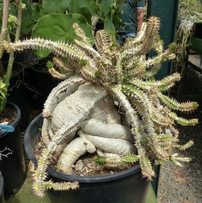Euphorbia micracantha ES3295 (796x800).jpg