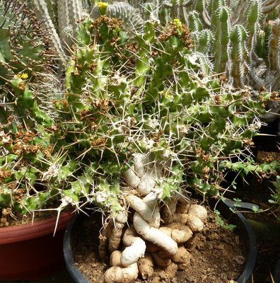 Euphorbia persistens RSA, ES11205 (792x800).jpg