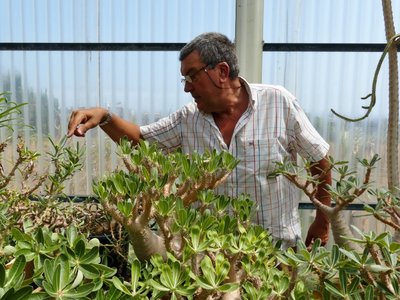 Pachypodium hormbense mit Juan (800x600).jpg