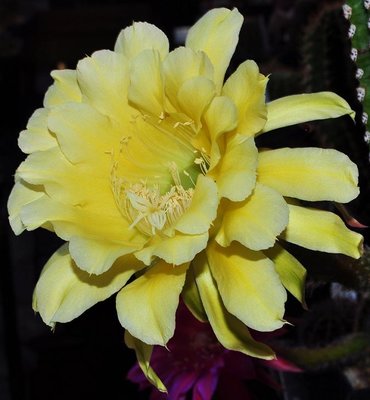 echinopsis (8).JPG