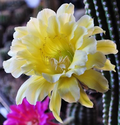 echinopsis (4).JPG