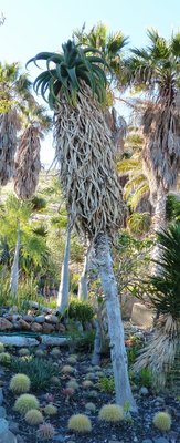 Aloe thraskii, 1.jpg