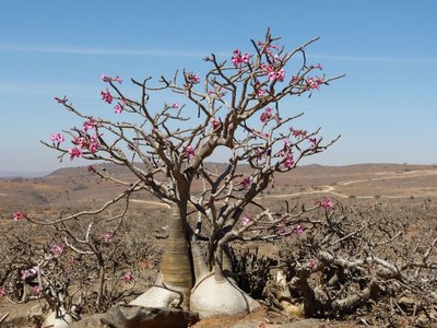 2019  01 Januer Adenium obesum Manfred Hartl.JPG