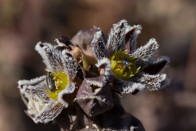 WB20151230 130949, Caralluma burchardii, Lajares, Fuerteventura.jpg