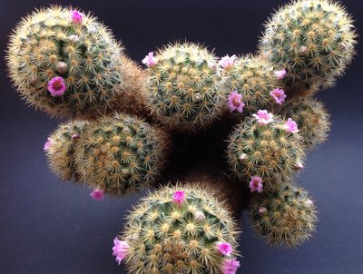 Mammillaria laui