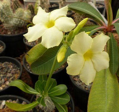 Pachypodium enigmaticum (800x751).jpg